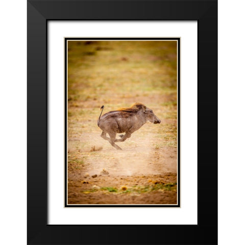 A young warthog kicks up dust as it runs Black Modern Wood Framed Art Print with Double Matting by Richardson, Larry