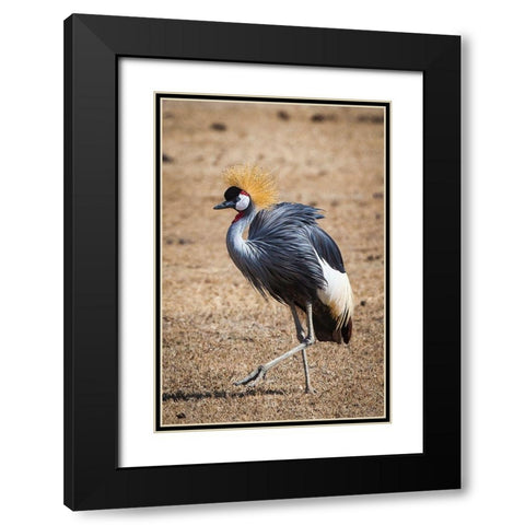 A grey crown crane is seen in Ngorongoro Crater-Tanzania Black Modern Wood Framed Art Print with Double Matting by Richardson, Larry