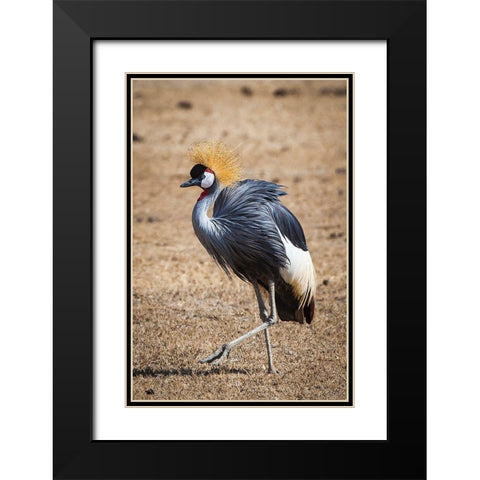 A grey crown crane is seen in Ngorongoro Crater-Tanzania Black Modern Wood Framed Art Print with Double Matting by Richardson, Larry
