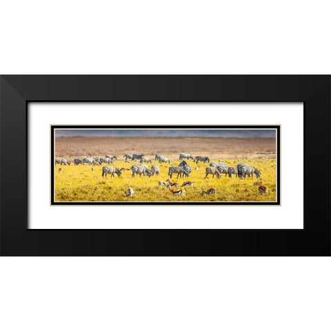 Thompsons gazelle and zebra feed among the grasslands within the Ngorongoro Crater Black Modern Wood Framed Art Print with Double Matting by Richardson, Larry
