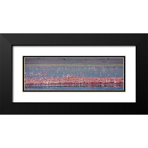 Lesser flamingos rest and feed in Lake Magadi inside Ngorongoro Crater-Tanzania Black Modern Wood Framed Art Print with Double Matting by Richardson, Larry