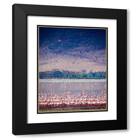 Lesser flamingos rest and feed in Lake Magadi inside Ngorongoro Crater-Tanzania Black Modern Wood Framed Art Print with Double Matting by Richardson, Larry