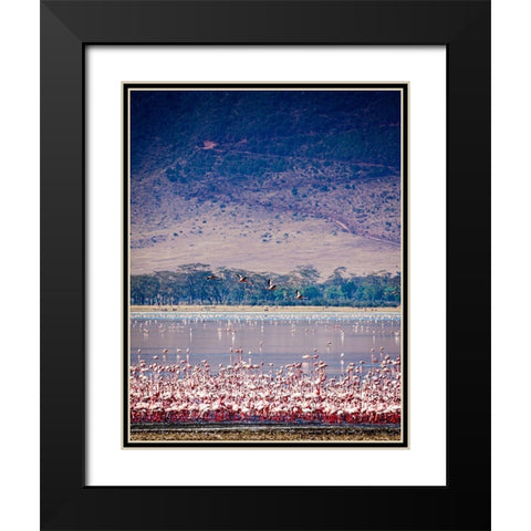 Lesser flamingos rest and feed in Lake Magadi inside Ngorongoro Crater-Tanzania Black Modern Wood Framed Art Print with Double Matting by Richardson, Larry