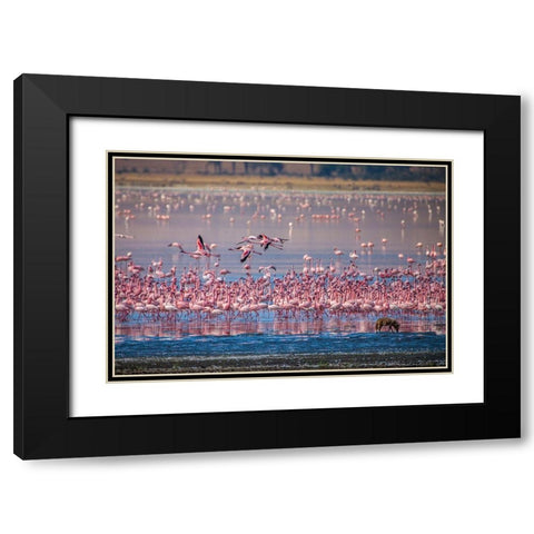 Lesser flamingos rest and feed in Lake Magadi inside Ngorongoro Crater-Tanzania Black Modern Wood Framed Art Print with Double Matting by Richardson, Larry