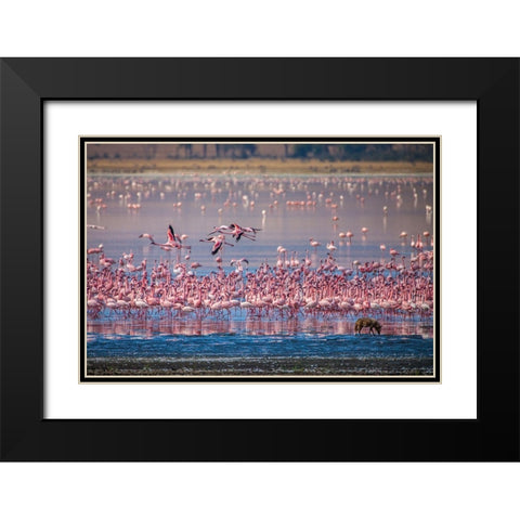 Lesser flamingos rest and feed in Lake Magadi inside Ngorongoro Crater-Tanzania Black Modern Wood Framed Art Print with Double Matting by Richardson, Larry