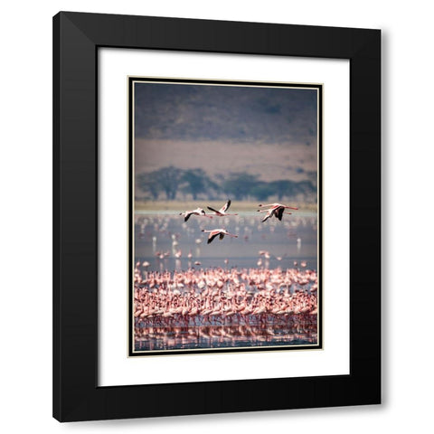 Lesser flamingos rest and feed in Lake Magadi inside Ngorongoro Crater-Tanzania Black Modern Wood Framed Art Print with Double Matting by Richardson, Larry