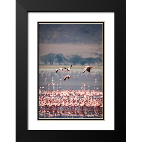 Lesser flamingos rest and feed in Lake Magadi inside Ngorongoro Crater-Tanzania Black Modern Wood Framed Art Print with Double Matting by Richardson, Larry