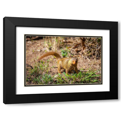 A dwarf mongoose-like other mustelids-is curious Black Modern Wood Framed Art Print with Double Matting by Richardson, Larry