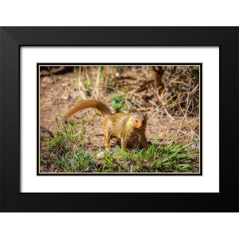 A dwarf mongoose-like other mustelids-is curious Black Modern Wood Framed Art Print with Double Matting by Richardson, Larry