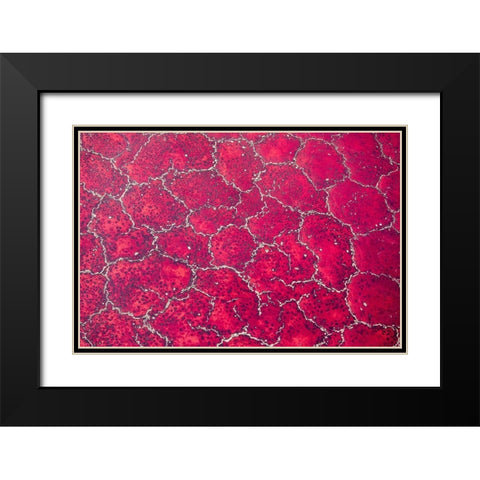 Africa-Tanzania-Aerial view of patterns of red algae and salt formations in shallow salt waters Black Modern Wood Framed Art Print with Double Matting by Souders, Paul
