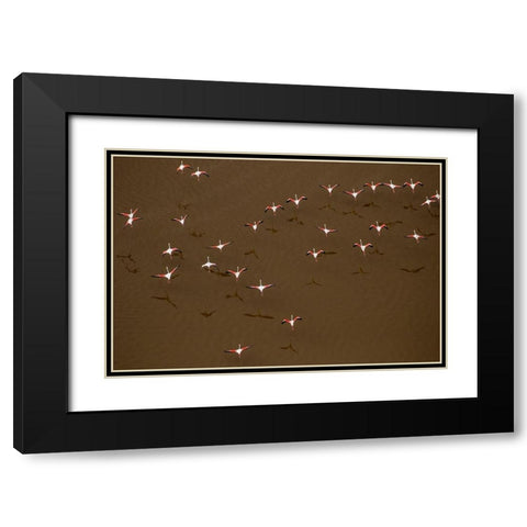 Africa-Tanzania-Aerial view of flock of Greater and Lesser Flamingos flying above salt waters Black Modern Wood Framed Art Print with Double Matting by Souders, Paul