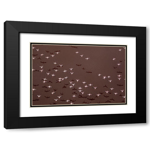 Africa-Tanzania-Aerial view of flock of Greater and Lesser Flamingos flying above salt waters Black Modern Wood Framed Art Print with Double Matting by Souders, Paul