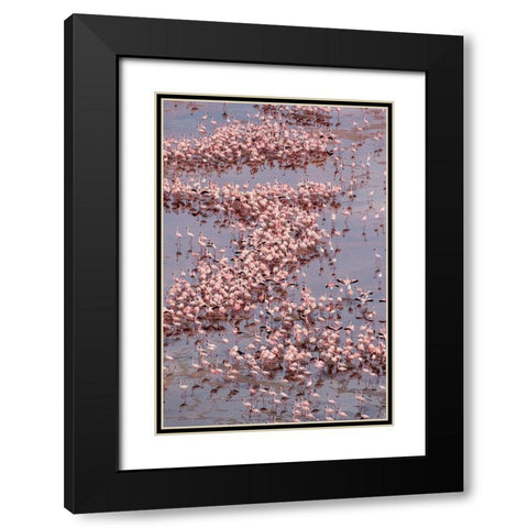 Africa-Tanzania-Aerial view of vast flock of Lesser Flamingos nesting in shallow salt waters Black Modern Wood Framed Art Print with Double Matting by Souders, Paul