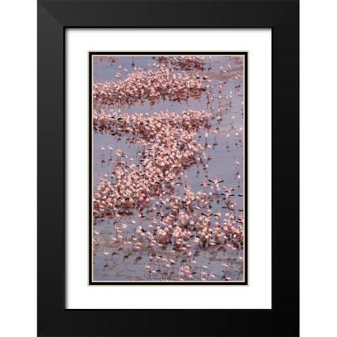 Africa-Tanzania-Aerial view of vast flock of Lesser Flamingos nesting in shallow salt waters Black Modern Wood Framed Art Print with Double Matting by Souders, Paul
