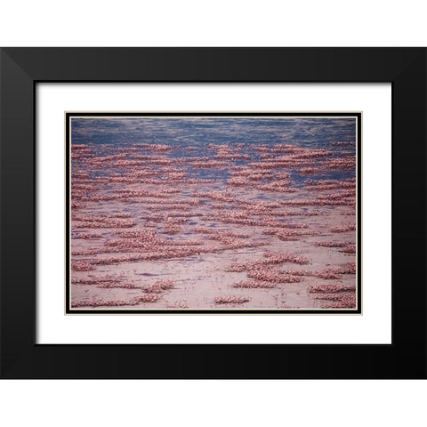 Africa-Tanzania-Aerial view of vast flock of Lesser Flamingos nesting in shallow salt waters Black Modern Wood Framed Art Print with Double Matting by Souders, Paul