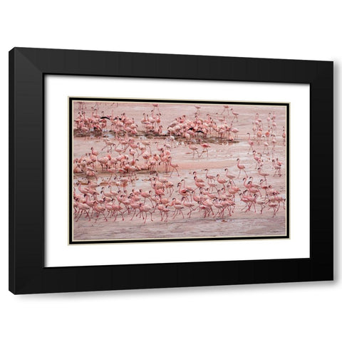 Africa-Tanzania-Aerial view of vast flock of Lesser Flamingos nesting in shallow salt waters Black Modern Wood Framed Art Print with Double Matting by Souders, Paul