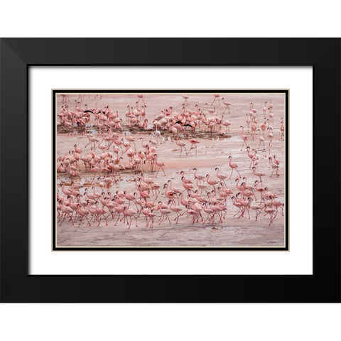 Africa-Tanzania-Aerial view of vast flock of Lesser Flamingos nesting in shallow salt waters Black Modern Wood Framed Art Print with Double Matting by Souders, Paul