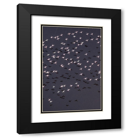 Africa-Tanzania-Aerial view of flock of Lesser Flamingos taking flight above shallow salt waters Black Modern Wood Framed Art Print with Double Matting by Souders, Paul