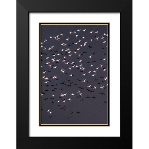 Africa-Tanzania-Aerial view of flock of Lesser Flamingos taking flight above shallow salt waters Black Modern Wood Framed Art Print with Double Matting by Souders, Paul