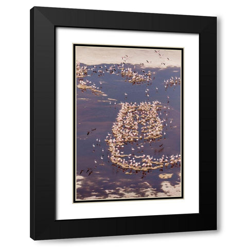 Africa-Tanzania-Aerial view of flock of Lesser Flamingos nesting among salt flats Black Modern Wood Framed Art Print with Double Matting by Souders, Paul