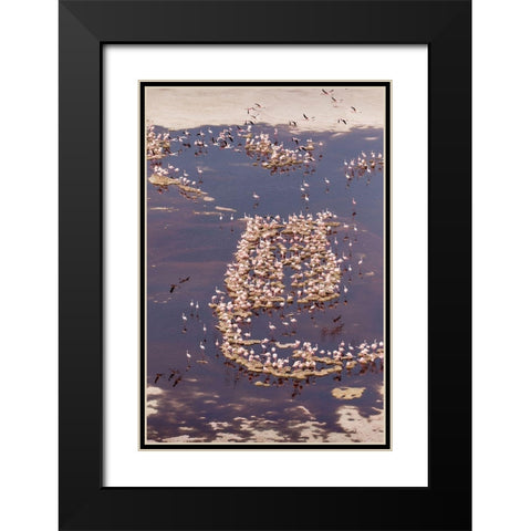 Africa-Tanzania-Aerial view of flock of Lesser Flamingos nesting among salt flats Black Modern Wood Framed Art Print with Double Matting by Souders, Paul