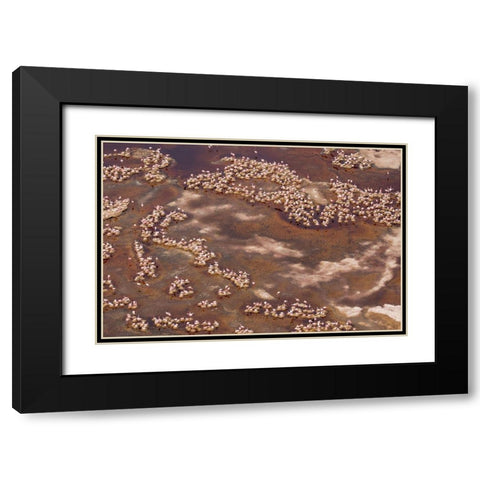 Africa-Tanzania-Aerial view of flock of Lesser Flamingos nesting among salt flats Black Modern Wood Framed Art Print with Double Matting by Souders, Paul