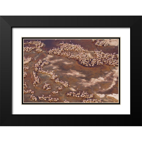 Africa-Tanzania-Aerial view of flock of Lesser Flamingos nesting among salt flats Black Modern Wood Framed Art Print with Double Matting by Souders, Paul