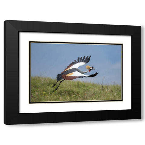 Africa-Tanzania-Ngorongoro Conservation Area-Grey Crowned Crane Black Modern Wood Framed Art Print with Double Matting by Souders, Paul