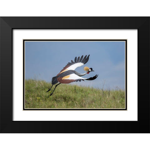 Africa-Tanzania-Ngorongoro Conservation Area-Grey Crowned Crane Black Modern Wood Framed Art Print with Double Matting by Souders, Paul