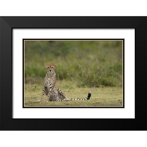 Tanzania-Ngorongoro Conservation Area-Adult Cheetah  Black Modern Wood Framed Art Print with Double Matting by Souders, Paul