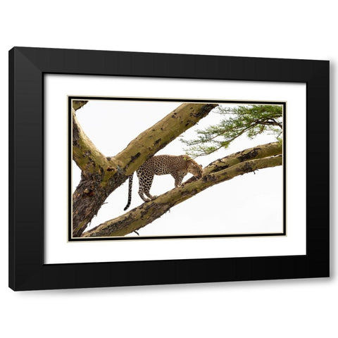 Leopard-Panthera pardus-on a tree-Seronera-Serengeti National Park-Tanzania Black Modern Wood Framed Art Print with Double Matting by Pitamitz, Sergio