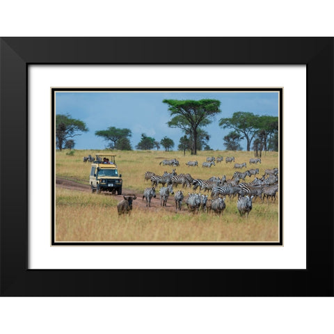 Plains zebras-Equus quagga-Seronera-Serengeti National Park-Tanzania Black Modern Wood Framed Art Print with Double Matting by Pitamitz, Sergio
