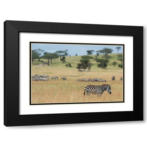 Plains zebras-Equus quagga-Seronera-Serengeti National Park-Tanzania Black Modern Wood Framed Art Print with Double Matting by Pitamitz, Sergio