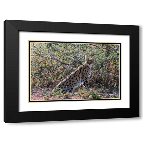 Serval-Leptailurus serval-Ndutu-Ngorongoro Conservation Area-Serengeti-Tanzania Black Modern Wood Framed Art Print with Double Matting by Pitamitz, Sergio