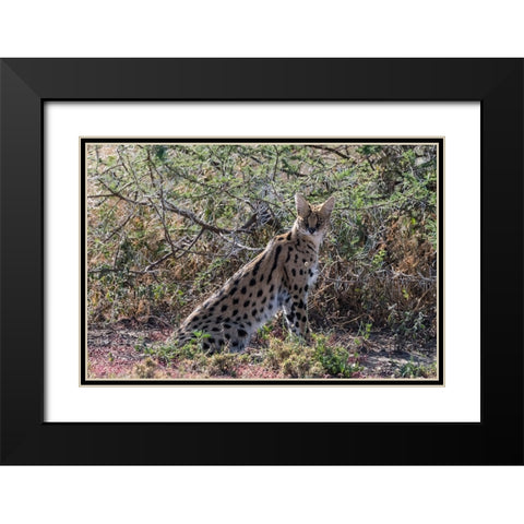 Serval-Leptailurus serval-Ndutu-Ngorongoro Conservation Area-Serengeti-Tanzania Black Modern Wood Framed Art Print with Double Matting by Pitamitz, Sergio