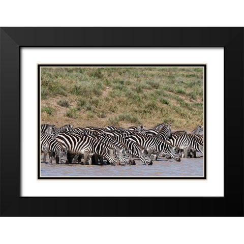 A herd of plains zebras-Hidden Valley lake-Ndutu-Ngorongoro Conservation Area-Serengeti-Tanzania Black Modern Wood Framed Art Print with Double Matting by Pitamitz, Sergio