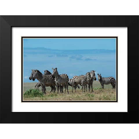 Plains zebras-Equus quagga-Ndutu-Ngorongoro Conservation Area-Serengeti-Tanzania Black Modern Wood Framed Art Print with Double Matting by Pitamitz, Sergio