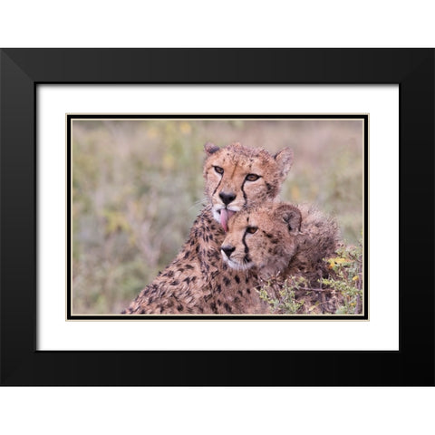 Cheetah cubs bonding-while waiting the call for dinner-Serengeti-Tanzania-Africa Black Modern Wood Framed Art Print with Double Matting by Norring, Tom