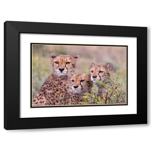 Cheetah cubs trying to hide behind bush-but too curious to stay in hiding-Serengeti-Tanzania-Africa Black Modern Wood Framed Art Print with Double Matting by Norring, Tom