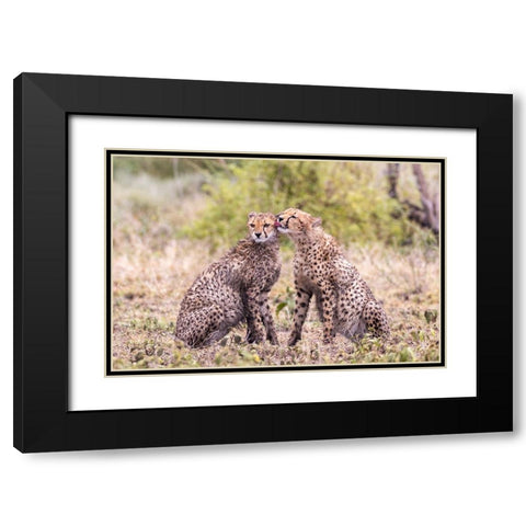 Cheetah cubs bonding-Serengeti National Park-Tanzania-Africa Black Modern Wood Framed Art Print with Double Matting by Norring, Tom