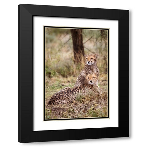 Cheetah cubs-Serengeti National Park-Tanzania-Africa Black Modern Wood Framed Art Print with Double Matting by Norring, Tom