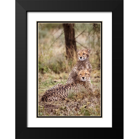 Cheetah cubs-Serengeti National Park-Tanzania-Africa Black Modern Wood Framed Art Print with Double Matting by Norring, Tom