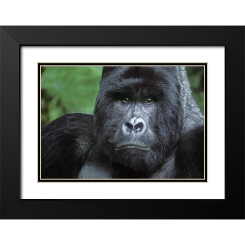 Zaire, Virungas NPSilverback mountain gorilla Black Modern Wood Framed Art Print with Double Matting by Welling, Dave