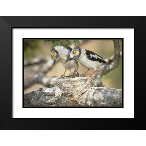 Zimbabwe Helmetshrike on nest with babies Black Modern Wood Framed Art Print with Double Matting by Williams, Joanne