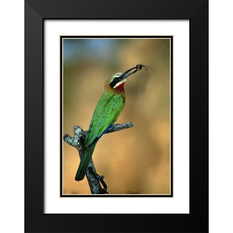 Zimbabwe White-fronted bee-eater with a bee Black Modern Wood Framed Art Print with Double Matting by Williams, Joanne