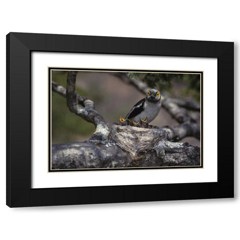 Zimbabwe White helmutshrike on nest with chicks Black Modern Wood Framed Art Print with Double Matting by Williams, Joanne