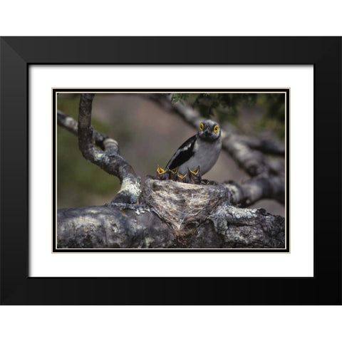 Zimbabwe White helmutshrike on nest with chicks Black Modern Wood Framed Art Print with Double Matting by Williams, Joanne