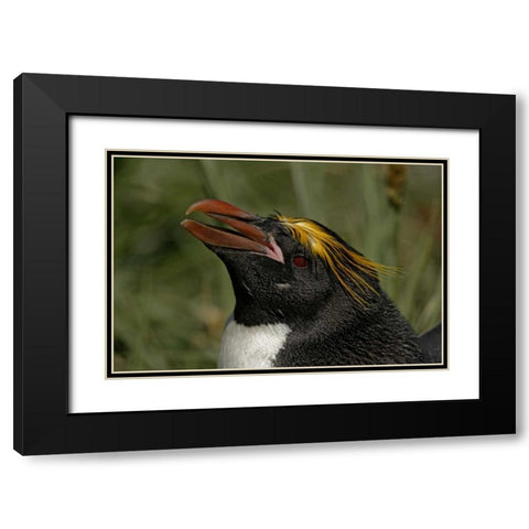 South Georgia Isl, Cooper Bay Macaroni penguin Black Modern Wood Framed Art Print with Double Matting by Morris, Arthur