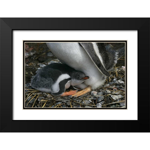 South Georgia Isl, Gold Bay Gentoo penguin chick Black Modern Wood Framed Art Print with Double Matting by Morris, Arthur