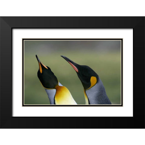 South Georgia Isl King penguins in courtship Black Modern Wood Framed Art Print with Double Matting by Morris, Arthur